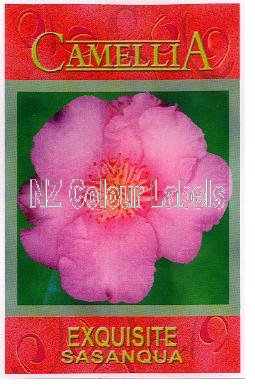 CAMELLIA Exquisite - Click Image to Close