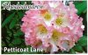 RHODODENDRON Petticoat Lane