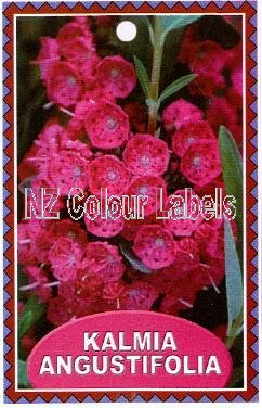 KALMIA angustifolia - Click Image to Close