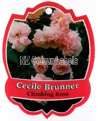 ROSE Climbing Cecil Brunner - Click Image to Close