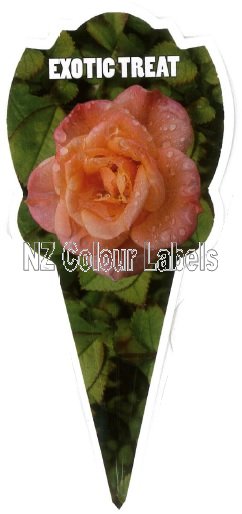 ROSE MINIATURE Exotic Treat - Click Image to Close