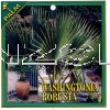 WASHINGTONIA robusta [Thread Palm]