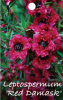 LEPTOSPERMUM Red Damask