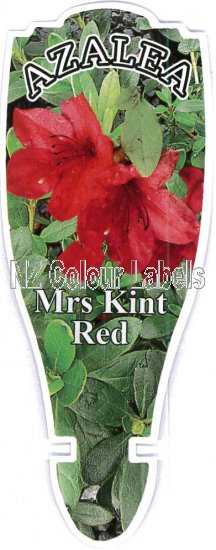 AZALEA Evergreen MRS KINT RED - Click Image to Close