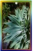 AGAVE attenuata