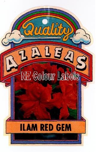 AZALEA Deciduous Ilam Red Gem - Click Image to Close