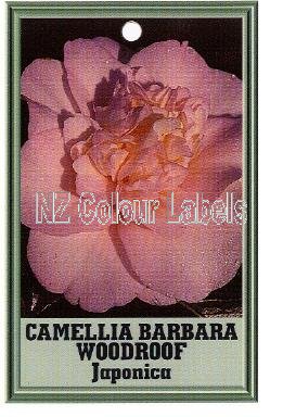 CAMELLIA Barbara Woodroof Japonica - Click Image to Close