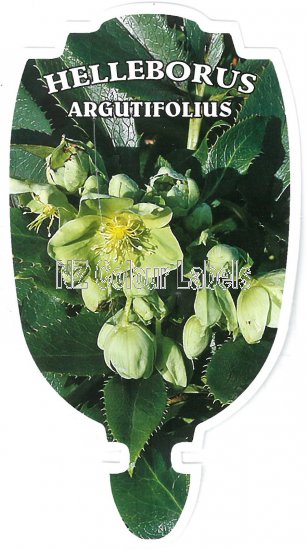 HELLEBORUS argutifolius - Click Image to Close