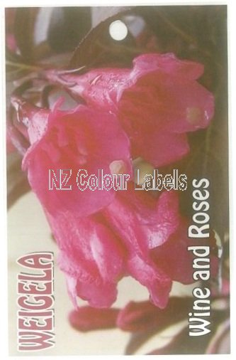 Weigela Wine and ROSEs - Click Image to Close