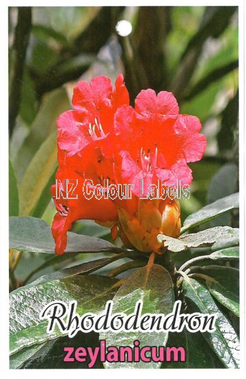 RHODODENDRON zeylanicum - Click Image to Close