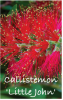 CALLISTEMON Little John