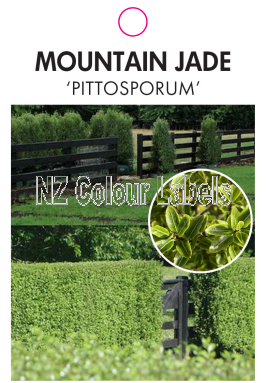 PITTOSPORUM T. MOUNTAIN JADE - Click Image to Close