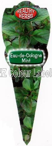 Mint Eau-De-Cologne - Mentha piperita citrata - Click Image to Close