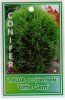 THUJA Occ Little Gem