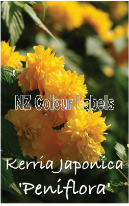 KERRIA JAPONICA PENIFLORA - Click Image to Close