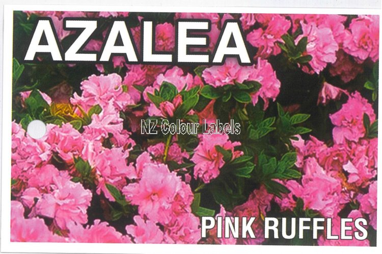 AZALEA Evergreen Pink Ruffles - Click Image to Close