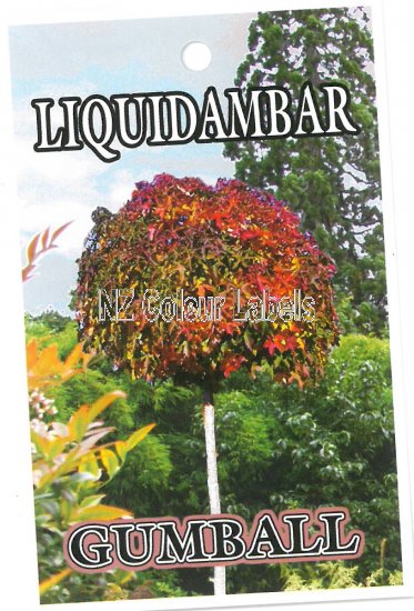 LIQUIDAMBAR Gumball - Click Image to Close