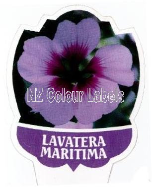 Lavatera Maritima - Click Image to Close