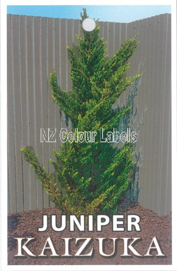 JUNIPERUS chin. Kaizuka - Click Image to Close