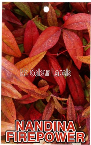 NANDINA Firepower - Click Image to Close