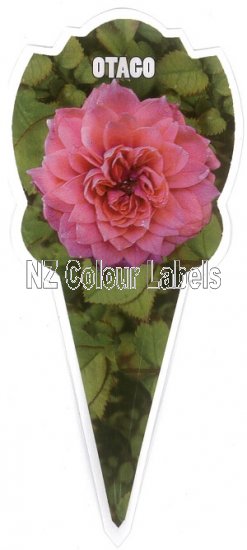 ROSE MINIATURE Otago - Click Image to Close