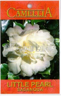 CAMELLIA Little Pearl Sasanqua - Click Image to Close