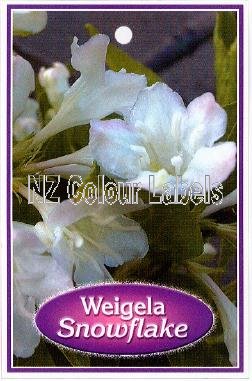 WEIGELA Snow Flake - Click Image to Close