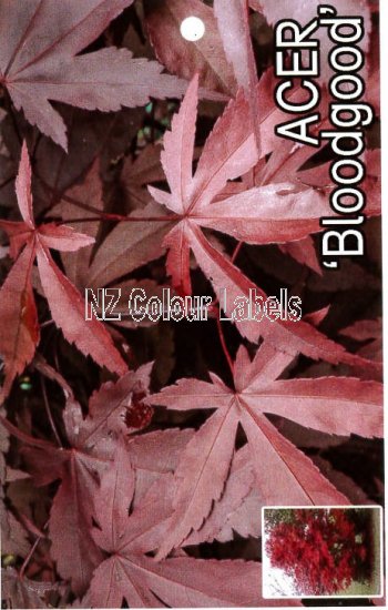 ACER palmatum Bloodgood - Click Image to Close