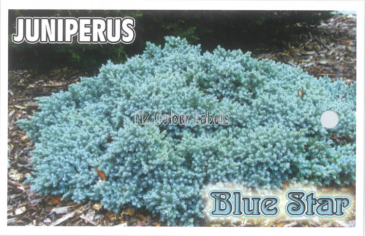 JUNIPERUS squamata Blue Star - Click Image to Close