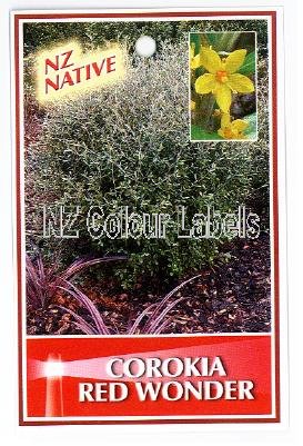 COROKIA Red Wonder - Click Image to Close