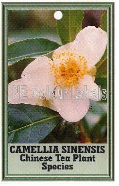 CAMELLIA Sinensis Species - Click Image to Close