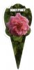 ROSE MINIATURE Dinky Pinky