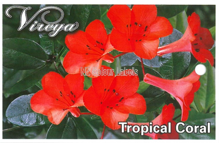 RHODODENDRON vireya Tropical Coral - Click Image to Close