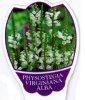 PHYSOSTEGIA virginiana Alba