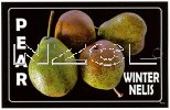 PEAR Winter Nelis