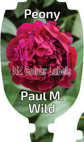 PAEONIA PAUL M . WILD - Click Image to Close