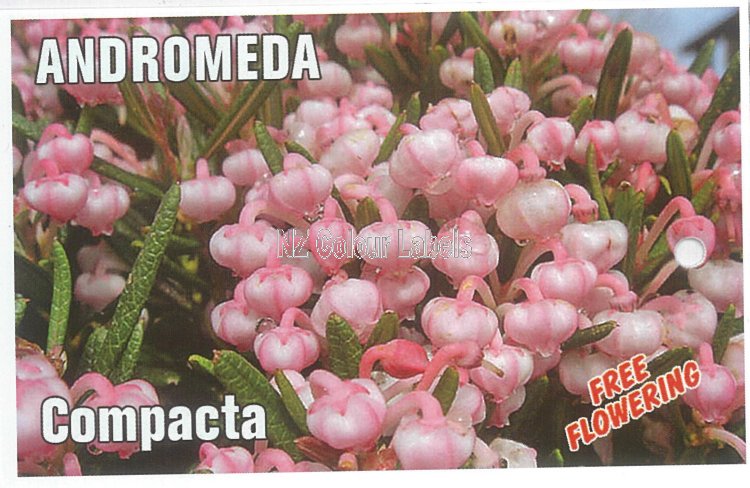 ANDROMEDA polifolia Compacta - Click Image to Close