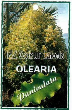 OLEARIA paniculata [Akiraho] - Click Image to Close