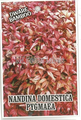 NANDINA domestica Nana (Pygmaea) - Click Image to Close