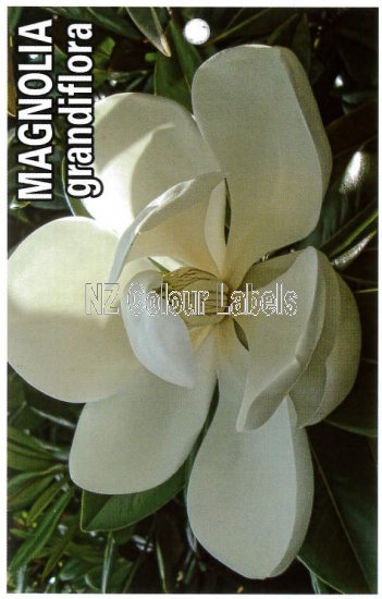 MAGNOLIA grandiflora - Click Image to Close