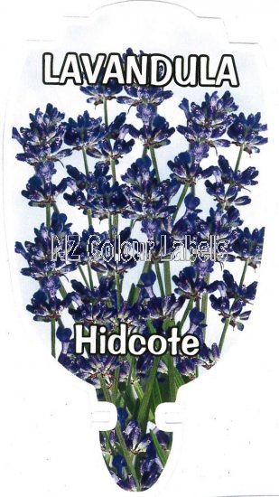 LAVANDULA angustifolia HIDCOTE - Click Image to Close