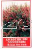 EMTHOTHRIUM coccineum