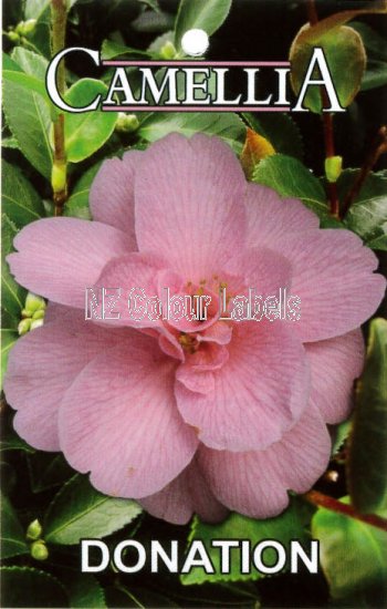 CAMELLIA Donation Hybrid - Click Image to Close