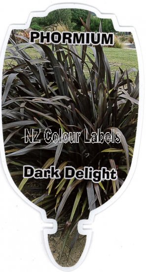 PHORMIUM Dark Delight - Click Image to Close