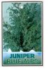 JUNIPERUS chin. Blue Alps