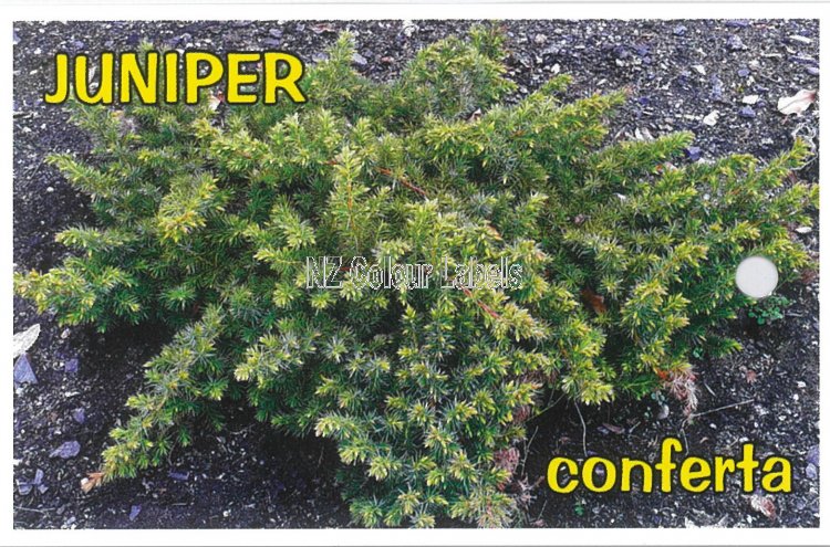 JUNIPERUS conferta (Shore Juniper) - Click Image to Close