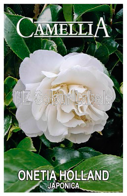 CAMELLIA Onetia Holland - Click Image to Close