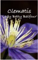 CLEMATIS LADY BETTY BALFOUR