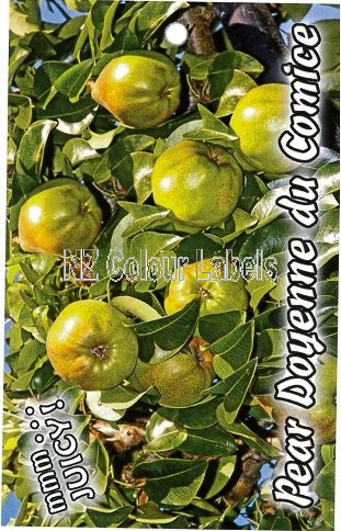 PEAR Doyenne Du Comice - Click Image to Close