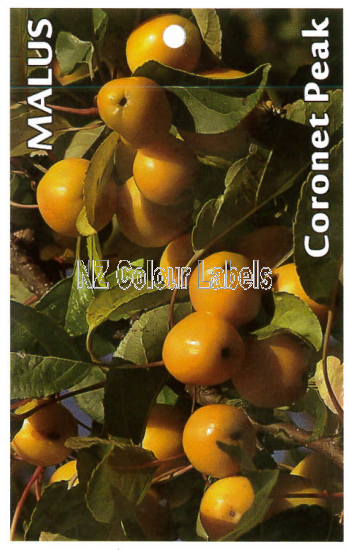 MALUS Coronet Peak - Click Image to Close